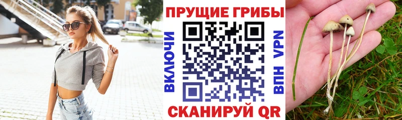 Псилоцибиновые грибы GOLDEN TEACHER  Купить  Горнозаводск 